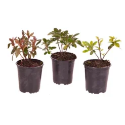 Rhododendrons (Japanese Azalea) Collection 9 Rhododendrons (Japanese Azalea) Collection -Verdant Vibes Zone 510804 4