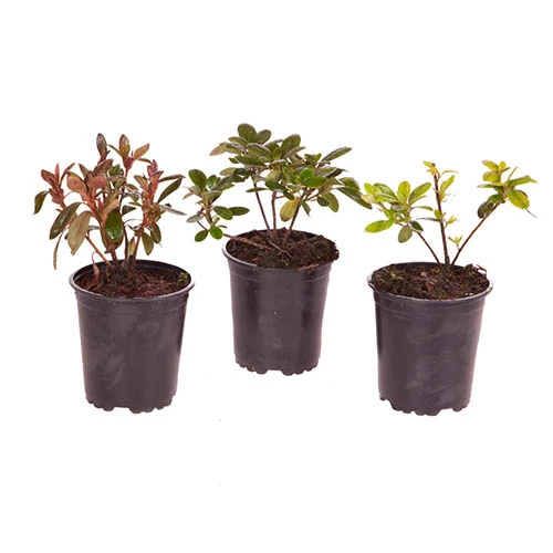 Rhododendrons (Japanese Azalea) Collection 5 Rhododendrons (Japanese Azalea) Collection - Image 5