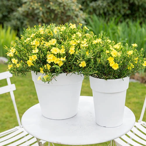 Halimium 'April Sun' In 2L Pot 2 Halimium 'April Sun' In 2L Pot - Image 2