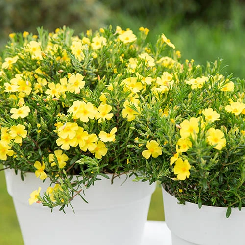 Halimium 'April Sun' In 2L Pot 3 Halimium 'April Sun' In 2L Pot - Image 3
