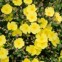 Halimium 'April Sun' In 2L Pot 11 Halimium 'April Sun' In 2L Pot -Verdant Vibes Zone 510840 3