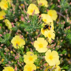 Halimium 'April Sun' In 2L Pot 13 Halimium 'April Sun' In 2L Pot -Verdant Vibes Zone 510840 5