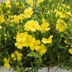 Halimium 'April Sun' In 2L Pot 14 Halimium 'April Sun' In 2L Pot -Verdant Vibes Zone 510840 6