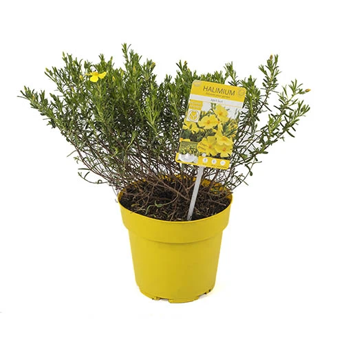 Halimium 'April Sun' In 2L Pot 8 Halimium 'April Sun' In 2L Pot - Image 8