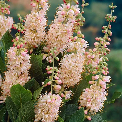 Summersweet Clethra Alnifolia 'Pink Spire' 1 Summersweet Clethra Alnifolia 'Pink Spire'