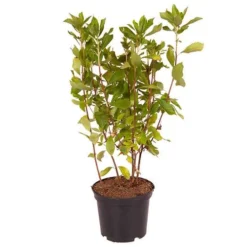 Summersweet Clethra Alnifolia 'Pink Spire' 5 Summersweet Clethra Alnifolia 'Pink Spire' -Verdant Vibes Zone 510958 2