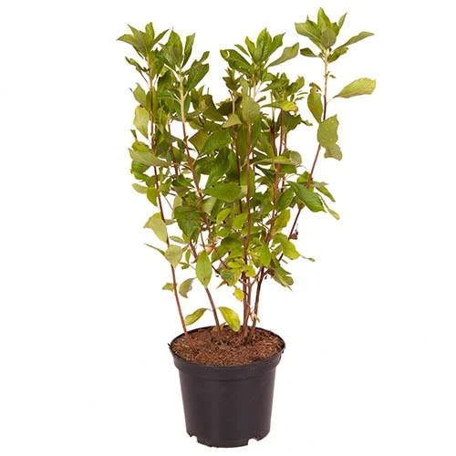 Summersweet Clethra Alnifolia 'Pink Spire' 3 Summersweet Clethra Alnifolia 'Pink Spire' - Image 3