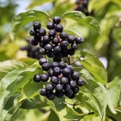 Cornus Sanguinea 'Anny's Winter Orange' -Verdant Vibes Zone 510959 2