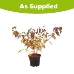 Cornus Sanguinea 'Anny's Winter Orange' -Verdant Vibes Zone 510959 3