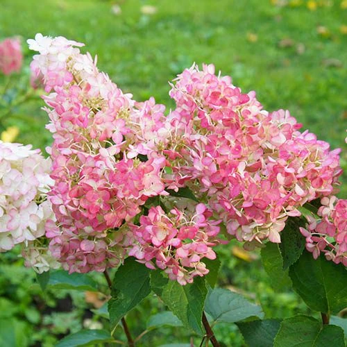 Hydrangea Paniculata 'Vanille Fraise' 2 Hydrangea Paniculata 'Vanille Fraise' - Image 2