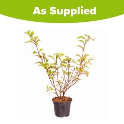 Hydrangea Paniculata 'Vanille Fraise' 7 Hydrangea Paniculata 'Vanille Fraise' -Verdant Vibes Zone 510965 3