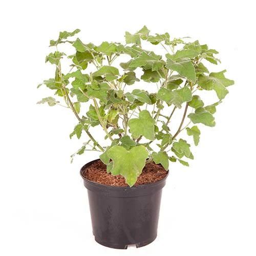 Tree Mallow Lavatera 'Blue Bird' 2 Tree Mallow Lavatera 'Blue Bird' - Image 2