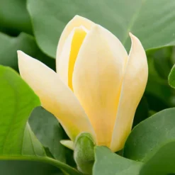 Magnolia ? Brooklynensis 'Yellow Bird' -Verdant Vibes Zone 510969 2