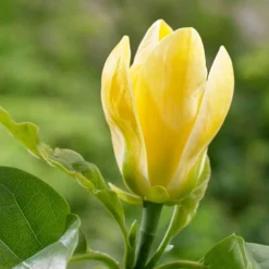 Magnolia ? Brooklynensis 'Yellow Bird' -Verdant Vibes Zone 510969 3