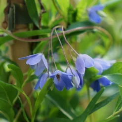 Sollya Heterophylla 'Australian Bluebell Creeper'