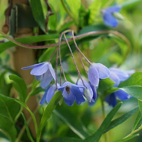 Sollya Heterophylla 'Australian Bluebell Creeper' 1 Sollya Heterophylla 'Australian Bluebell Creeper'