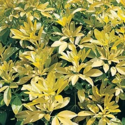 Choisya Ternata 'Sundance' -Verdant Vibes Zone 511001 2