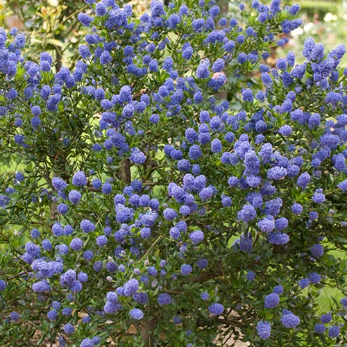 Ceanothus Thyrsiflorus 1 Ceanothus Thyrsiflorus