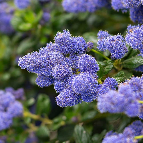Ceanothus Thyrsiflorus 2 Ceanothus Thyrsiflorus - Image 2
