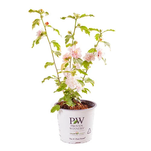 Hibiscus 'Sugar Tip' 2 Hibiscus 'Sugar Tip' - Image 2