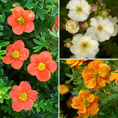 Potentilla Collection 1 Potentilla Collection