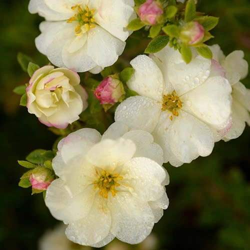Potentilla Collection 2 Potentilla Collection - Image 2