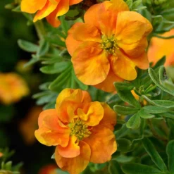 Potentilla Collection 9 Potentilla Collection -Verdant Vibes Zone 511139 2