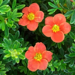 Potentilla Collection 10 Potentilla Collection -Verdant Vibes Zone 511139 3