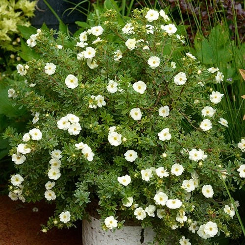 Potentilla Collection 5 Potentilla Collection - Image 5