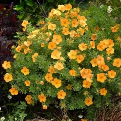 Potentilla Collection 12 Potentilla Collection -Verdant Vibes Zone 511139 5