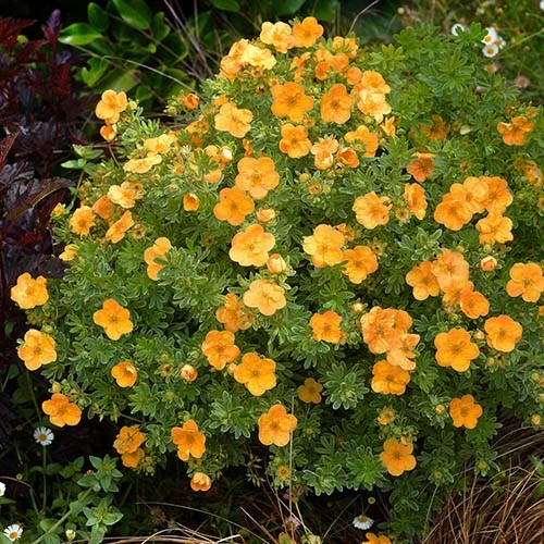 Potentilla Collection 6 Potentilla Collection - Image 6