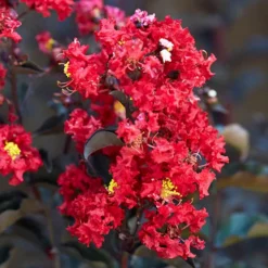 Lagerstroemia Indica 'Crimson Red Black Diamond'