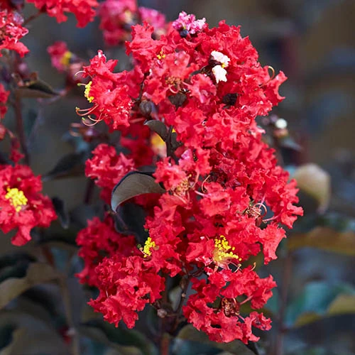 Lagerstroemia Indica 'Crimson Red Black Diamond' 1 Lagerstroemia Indica 'Crimson Red Black Diamond'