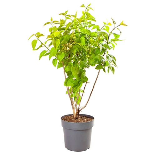 Syringa Vulgaris, Lilac Tricolor 2 Syringa Vulgaris, Lilac Tricolor - Image 2