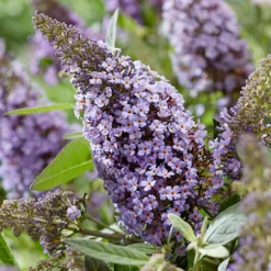 Buddleia Davidii 'Butterfly Candy' Collection 9cm X3 -Verdant Vibes Zone 511286 3