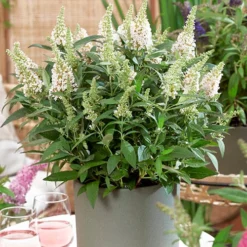 Buddleia Davidii 'Butterfly Candy' Collection 9cm X3 -Verdant Vibes Zone 511286 5