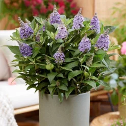 Buddleia Davidii 'Butterfly Candy' Collection 9cm X3 -Verdant Vibes Zone 511286 6