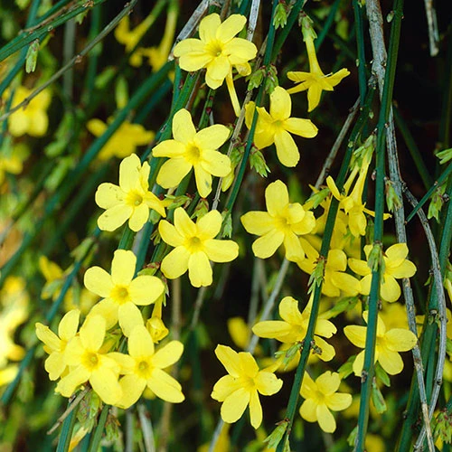Winter Jasmine 'Jasminum Nudiflorum' 1 Winter Jasmine 'Jasminum Nudiflorum'