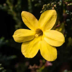 Winter Jasmine 'Jasminum Nudiflorum' 7 Winter Jasmine 'Jasminum Nudiflorum' -Verdant Vibes Zone 511331 2
