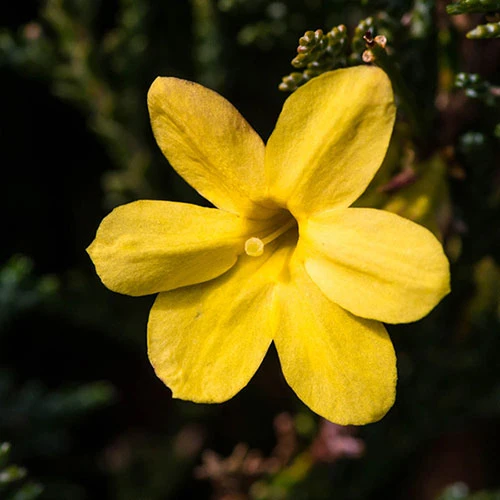 Winter Jasmine 'Jasminum Nudiflorum' 3 Winter Jasmine 'Jasminum Nudiflorum' - Image 3