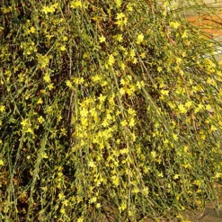 Winter Jasmine 'Jasminum Nudiflorum' 8 Winter Jasmine 'Jasminum Nudiflorum' -Verdant Vibes Zone 511331 3