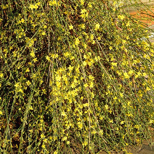 Winter Jasmine 'Jasminum Nudiflorum' 4 Winter Jasmine 'Jasminum Nudiflorum' - Image 4