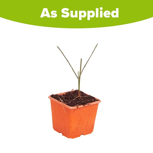 Winter Jasmine 'Jasminum Nudiflorum' 5 Winter Jasmine 'Jasminum Nudiflorum' - Image 5