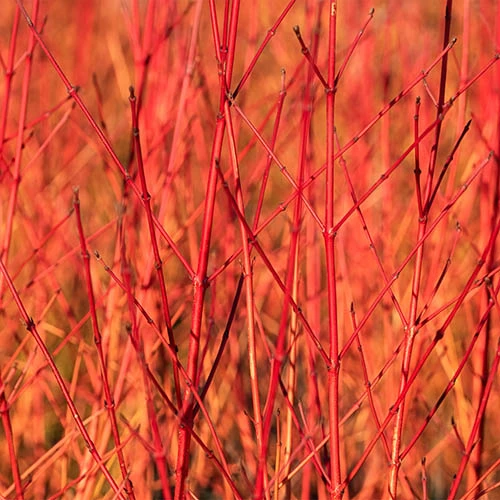 Cornus 'Midwinter Fire' 1 Cornus 'Midwinter Fire'