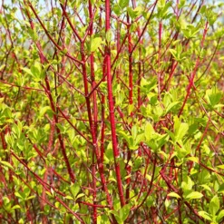 Cornus 'Midwinter Fire' 5 Cornus 'Midwinter Fire' -Verdant Vibes Zone 511360 2