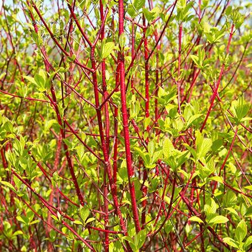 Cornus 'Midwinter Fire' 3 Cornus 'Midwinter Fire' - Image 3