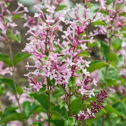 Syringa 'Boomerang Pink Perfume' In A 13cm Pot