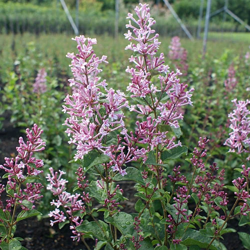 Syringa 'Boomerang Pink Perfume' In A 13cm Pot 2 Syringa 'Boomerang Pink Perfume' In A 13cm Pot - Image 2