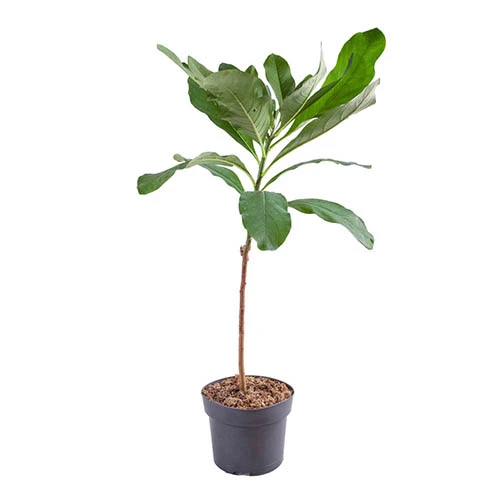 Edgeworthia Chrysantha Grandiflora 'Paper Bush' 3L 2 Edgeworthia Chrysantha Grandiflora 'Paper Bush' 3L - Image 2