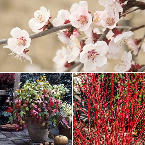All Year Interest Shrubs 1 All Year Interest Shrubs